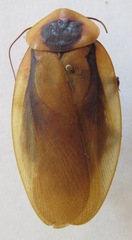 Blaberus discoidalis