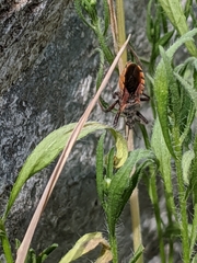 Rhynocoris ventralis