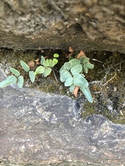 Pellaea atropurpurea