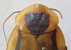 Blaberus discoidalis