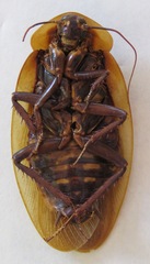 Blaberus discoidalis