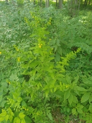 Dasistoma macrophylla