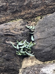 Pellaea atropurpurea