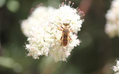Callinicus pictitarsis