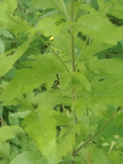 Dasistoma macrophylla