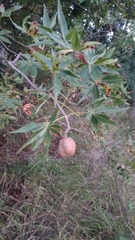 Aesculus glabra arguta