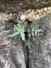 Pellaea atropurpurea