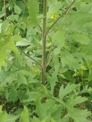 Dasistoma macrophylla