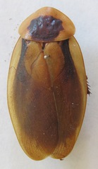 Blaberus discoidalis