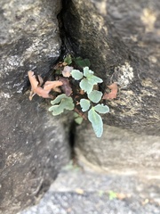 Pellaea atropurpurea