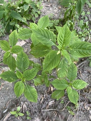 Impatiens parviflora