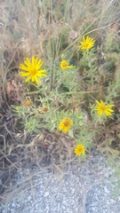 Heterotheca cinerascens