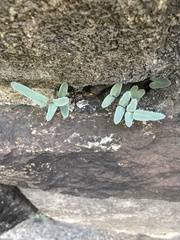 Pellaea atropurpurea