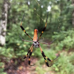 Trichonephila clavipes image