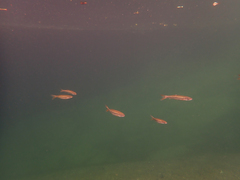 Ptychocheilus grandis