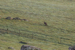 Osphranter robustus robustus