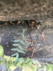 Pellaea atropurpurea