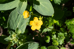 Potentilla flabellifolia