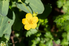 Potentilla flabellifolia