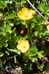 Potentilla flabellifolia