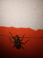 Eburia