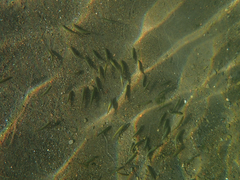 Ptychocheilus grandis