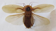 Blaberus discoidalis