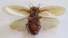 Blaberus discoidalis