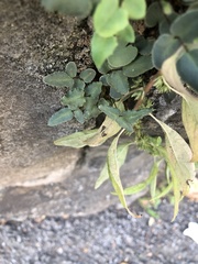 Pellaea atropurpurea