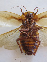 Blaberus discoidalis