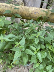 Urtica dioica