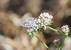 Euphilotes battoides