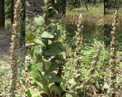 Verbascum giganteum