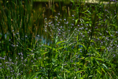 Verbena × engelmannii
