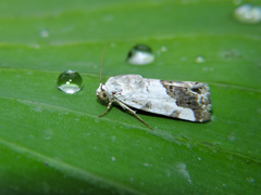 Acontiinae