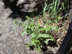 Sisymbrium officinale