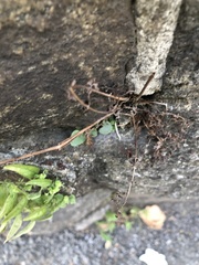 Pellaea atropurpurea