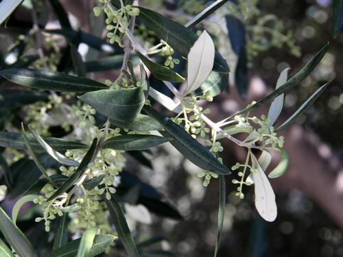 Olea europaea