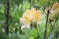 Rhododendron molle japonicum