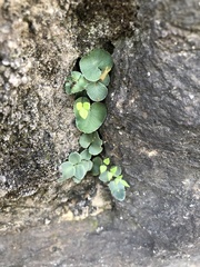 Pellaea atropurpurea