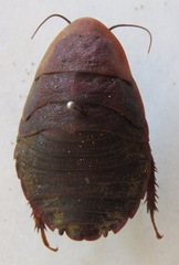 Blaberus discoidalis