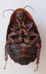 Blaberus discoidalis