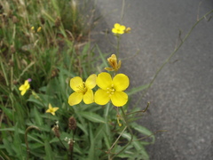 Diplotaxis tenuifolia