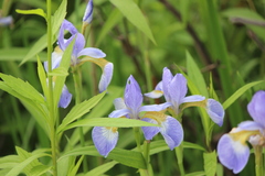 Iris sanguinea