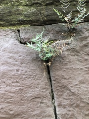 Pellaea atropurpurea