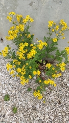 Senecio squalidus rupestris