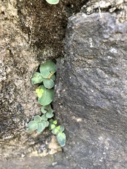 Pellaea atropurpurea