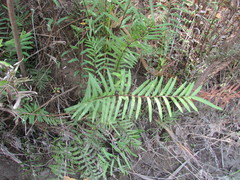 Pityrogramma trifoliata