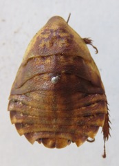 Blaberus discoidalis