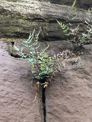 Pellaea atropurpurea